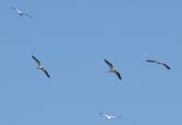White pelican: many in flight