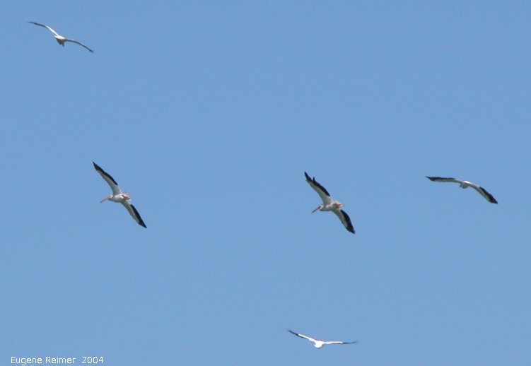 IMG 2004-Jul13 at LongPoint:  White pelican (Pelecanus erythrorhynchos) many in flight