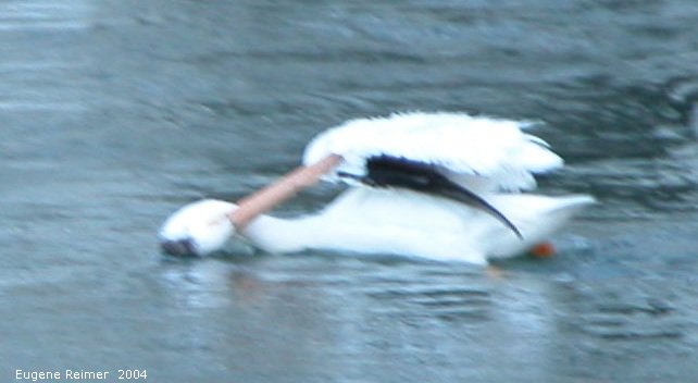 IMG 2004-Jul13 at GrandRapids-dam:  White pelican (Pelecanus erythrorhynchos) contortionist