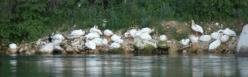 White pelican: many on shore