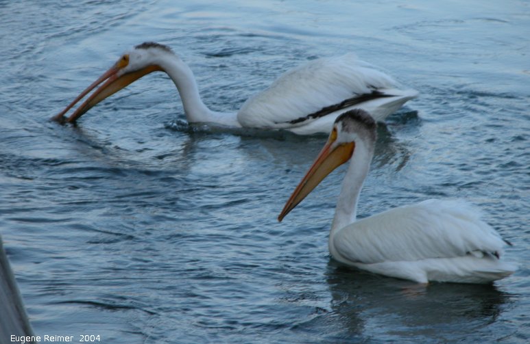 IMG 2004-Jul13 at GrandRapids-dam:  White pelican (Pelecanus erythrorhynchos) catches fish