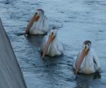 White pelican: threesome