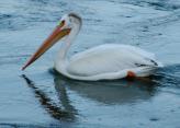 White pelican: