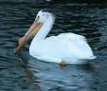 White pelican: breeding-male