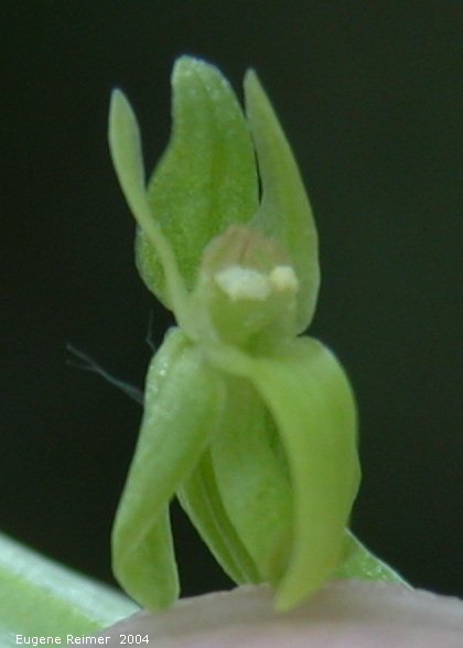 IMG 2004-Jul14 at HargraveRiver:  Northern green bog-orchid (Platanthera aquilonis) closeup