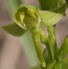Blunt-leaf rein-orchid: flower
