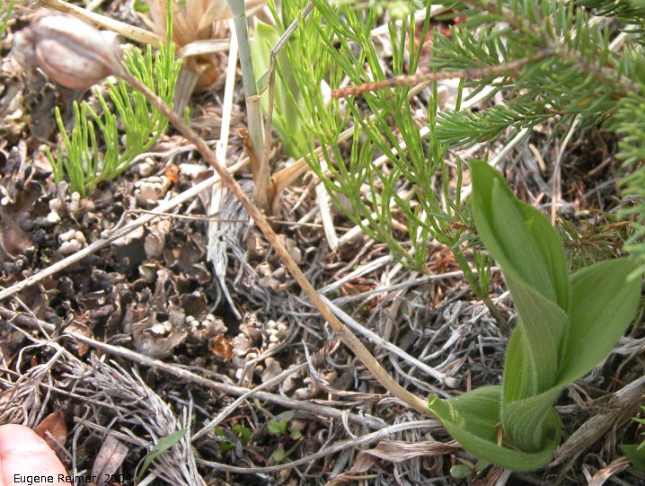 IMG 2004-Jul15 at former Dene Village site:  Sparrow-egg ladyslipper (Cypripedium passerinum) pod