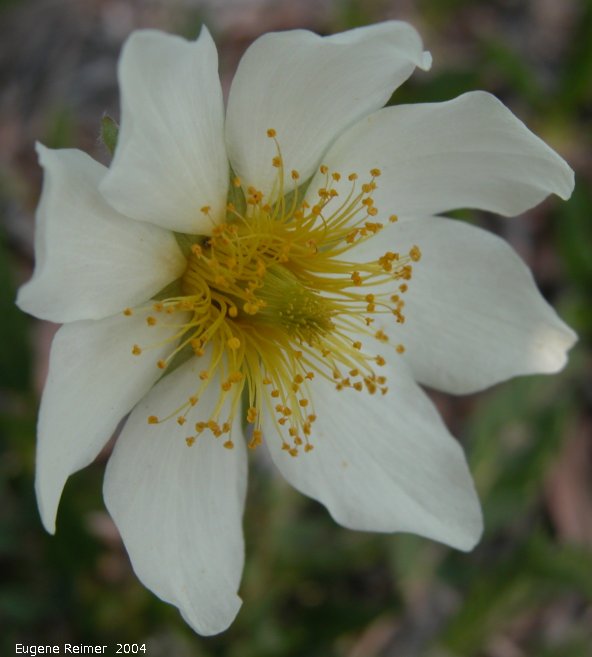 IMG 2004-Jul15 at former Dene Village site:  White mountain-avens (Dryas integrifolia) flower