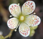 Three-toothed saxifrage: flower
