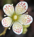 Three-toothed saxifrage: flower crop-b