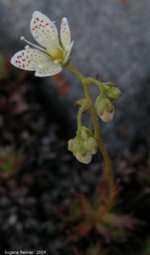 IMG 2004-Jul15 at CapeMerry:  Three-toothed saxifrage (Saxifraga tricuspidata) plant