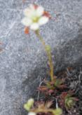 Three-toothed saxifrage: foliage