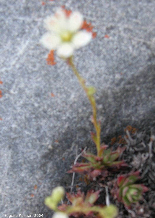 IMG 2004-Jul15 at CapeMerry:&nbsp; Three-toothed saxifrage (Saxifraga tricuspidata) foliage