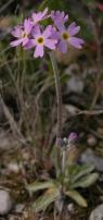 Greenland primrose: plant