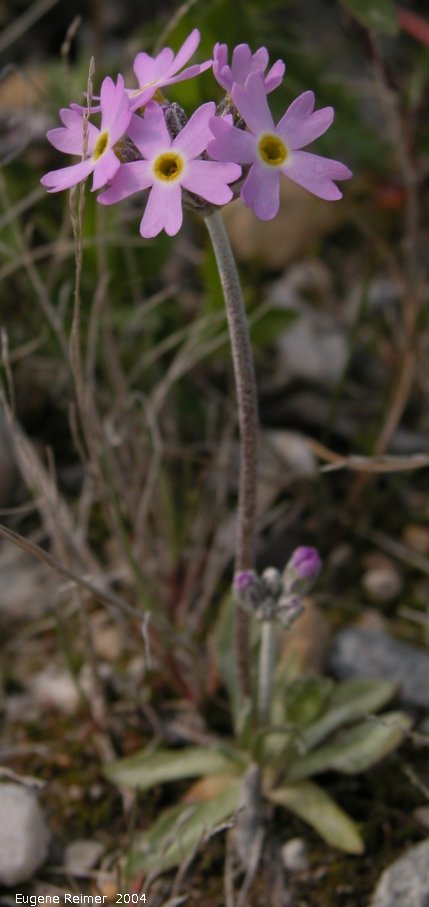 IMG 2004-Jul15 at CapeMerry:  Greenland primrose (Primula egaliksensis) plant