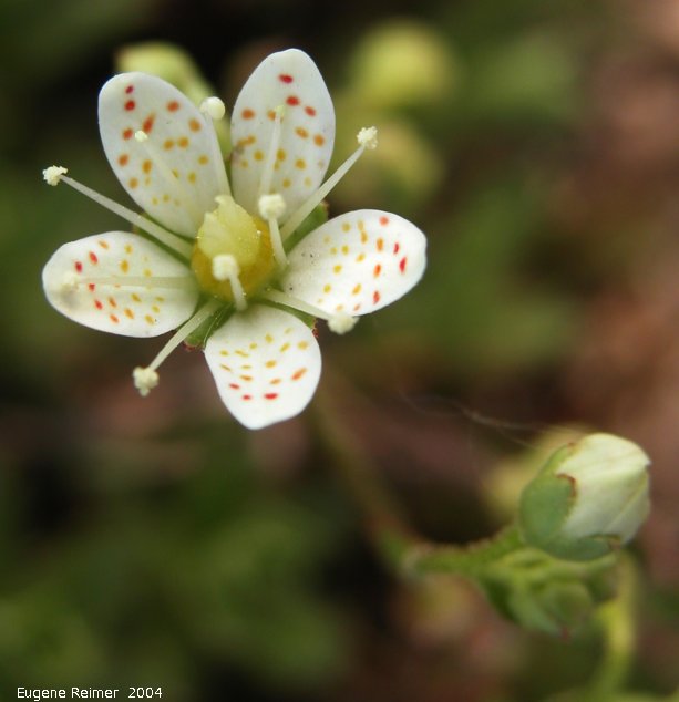 IMG 2004-Jul15 at CapeMerry:  Three-toothed saxifrage (Saxifraga tricuspidata) flower and bud