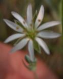 Long-stalked chickweed: flower bad focus