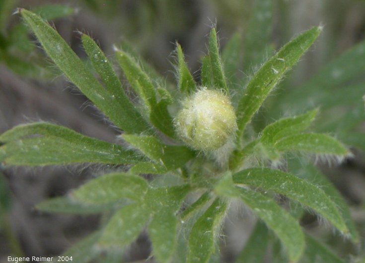 IMG 2004-Jul15 at CapeMerry:&nbsp; unidentified plant in bud Cape Merry