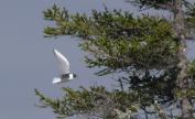 Bonapartes gull: in flight