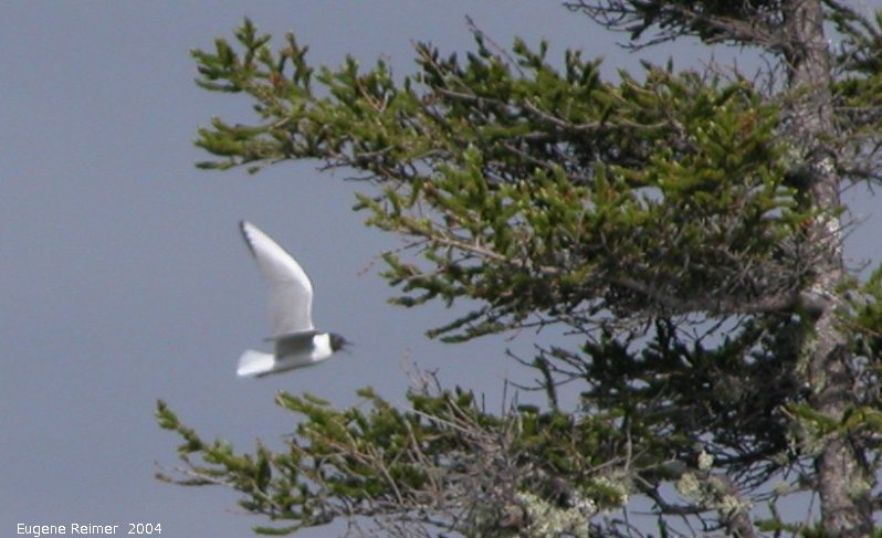 IMG 2004-Jul16 at TwinLakesRd:  Bonapartes gull (Chroicocephalus philadelphia) in flight