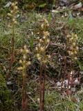 Early coralroot: dark form clump