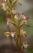Early coralroot: dark form