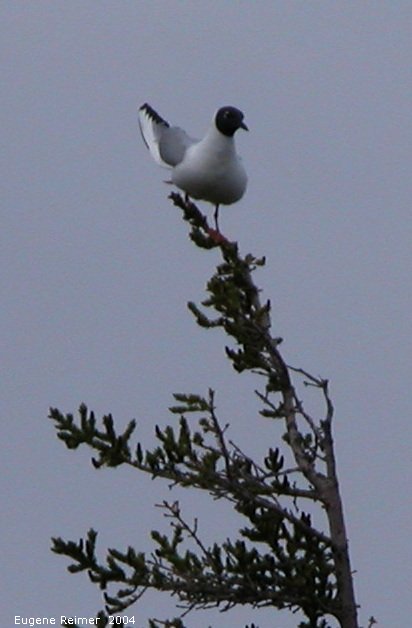 IMG 2004-Jul16 at TwinLakesRd:  Bonapartes gull (Chroicocephalus philadelphia)