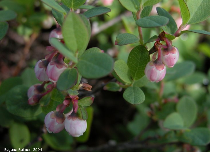 IMG 2004-Jul16 at TwinLakesRd:  Alpine bilberry=Arctic blueberry (Vaccinium uliginosum)