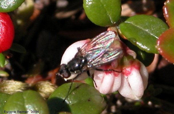 IMG 2004-Jul16 at hike near EastTwinLake:  Syrphid-fly (Syrphidae sp) on Mountain cranberry=Lingonberry (Vaccinium vitis-idaea)