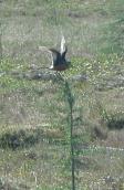 Hudsonian godwit: in flight
