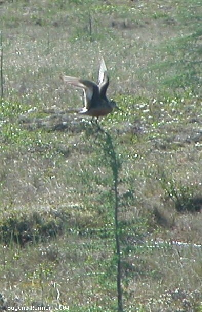 IMG 2004-Jul16 at TwinLakesRd (afternoon):  Hudsonian godwit (Limosa haemastica) in flight