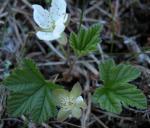 Cloudberry=Baked-apple raspberry: plant