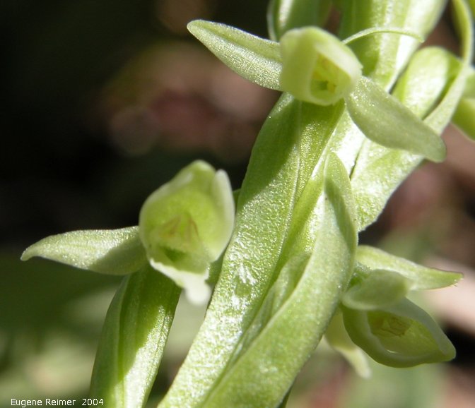 IMG 2004-Jul16 at WestTwinLake:  Northern green bog-orchid (Platanthera aquilonis) closeup