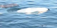 Beluga: grey+white