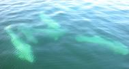 Beluga: several underwater