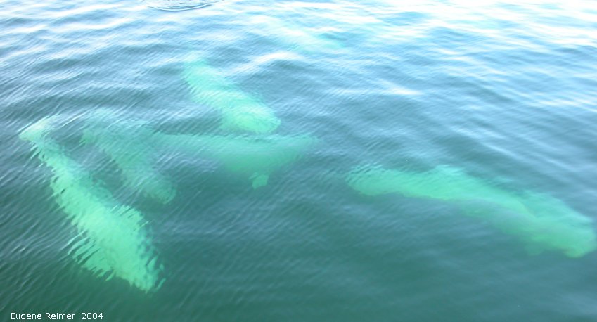 IMG 2004-Jul16 at the Wales & Whales Tour (FortPrinceOfWales+Beluga whaleWhales):  Beluga whale (Delphinapterus leucas) several underwater