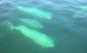 Beluga: several underwater