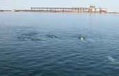 Beluga: and ChurchillGrainTerminal from the bay