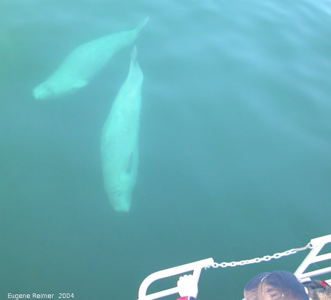 IMG 2004-Jul16 at the Wales & Whales Tour (FortPrinceOfWales+Beluga whaleWhales):&nbsp; Beluga whale (Delphinapterus leucas) several underwater
