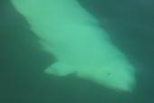 Beluga: underwater