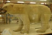 Eskimo Museum: polar-bear behind glass