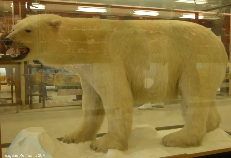 IMG 2004-Jul17 at town of Churchill:  Eskimo Museum Polar bear (Ursus maritimus) behind glass