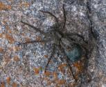 Common dock spider: with blue egg-sac