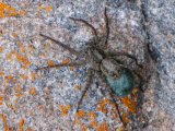 Common dock spider: with blue egg-sac brighter