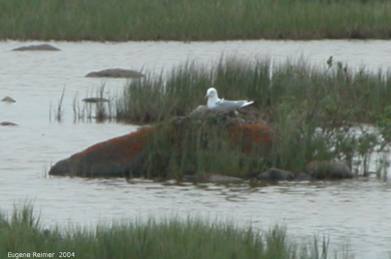 IMG 2004-Jul17 at CoastRd (afternoon):  Gull (Laridae sp) on rock