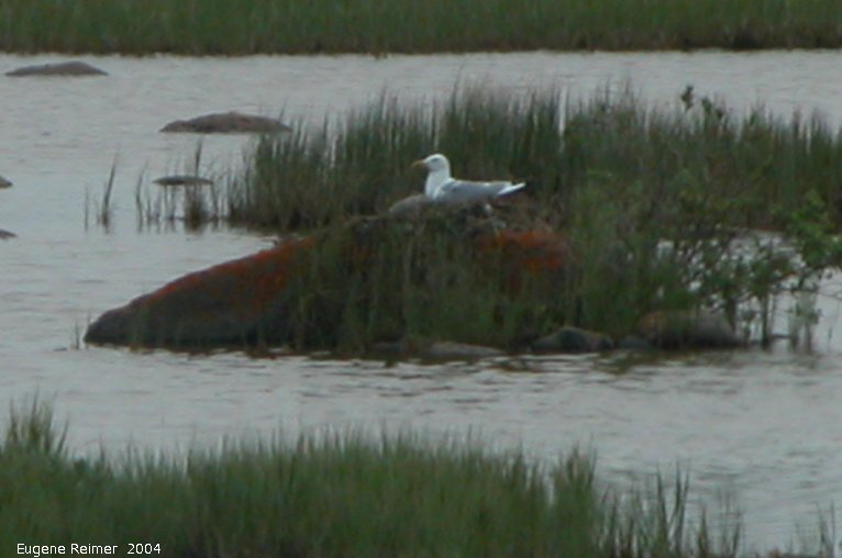 IMG 2004-Jul17 at CoastRd (afternoon):  Gull (Laridae sp) on rock