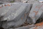 lichen-on-rock: looking like written language