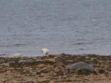 Polar bear: with 2 cubs on shore backsides