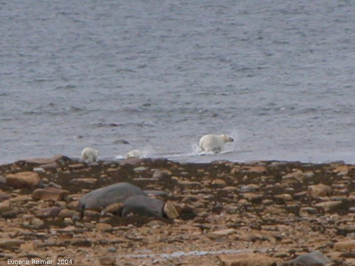 IMG 2004-Jul17 at CoastRd and side-roads:  Polar bear (Ursus maritimus) with 2 cubs in water