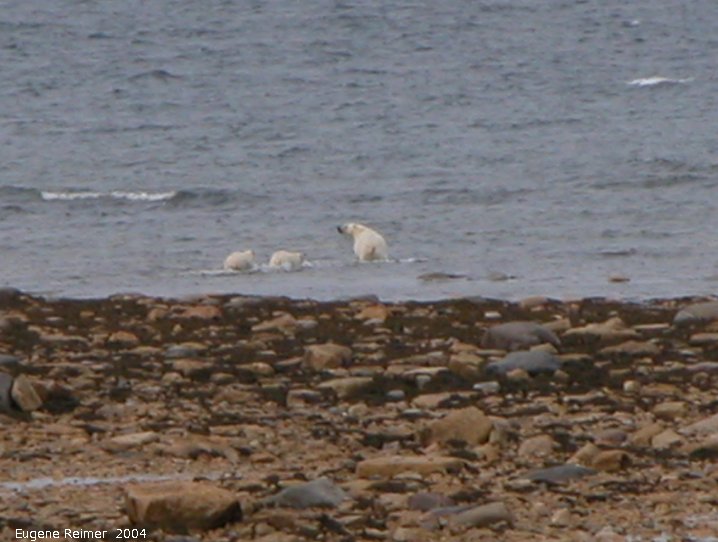 IMG 2004-Jul17 at CoastRd and side-roads:  Polar bear (Ursus maritimus) with 2 cubs in water